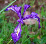 Purple Iris Flower