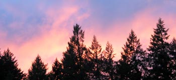 Beautiful Evening Glow in the Trees